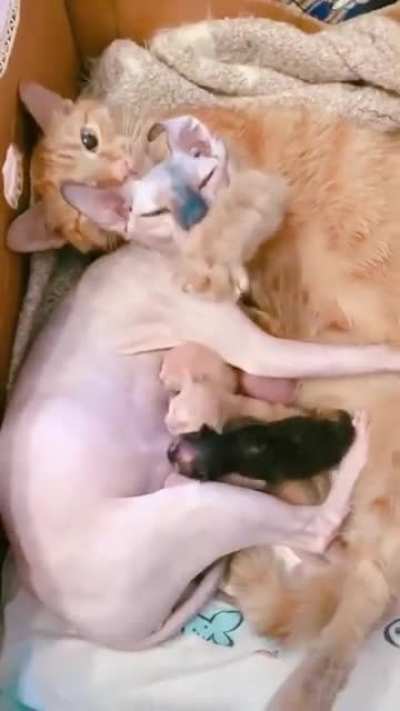 Beatiful Family ?