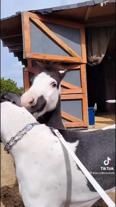 Just two miniature horses
