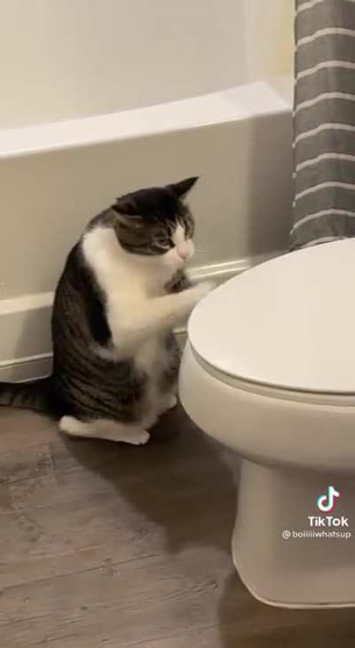 Hey cool cat! I dig that crazy beat!