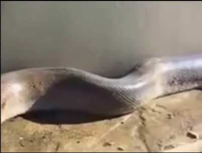 Double headed giant anaconda