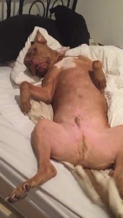 Wanting belly rubs