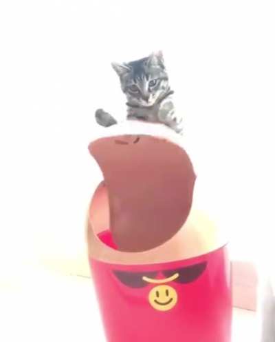 Trashcat
