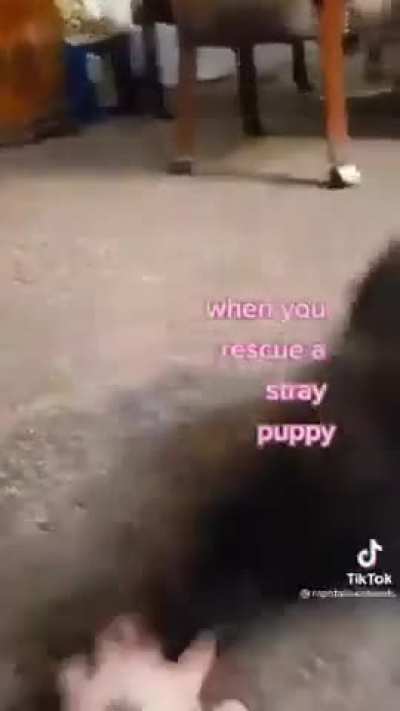 Stray puppy all grown up ?
