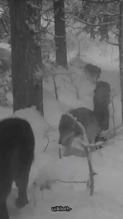 ? Wolves pack marching through the snow