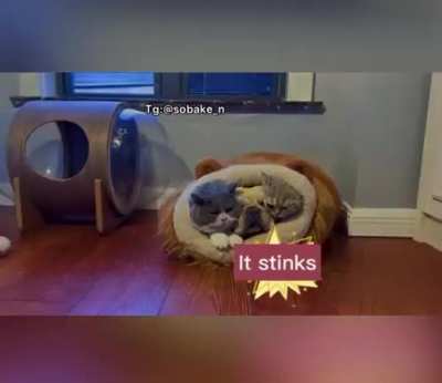 Such a bad good boy
