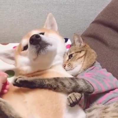 No pety the dogy