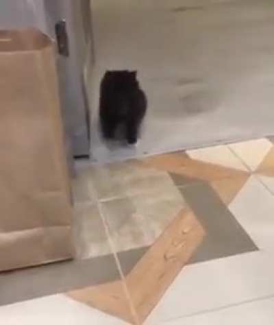 He’s walking… menacingly!