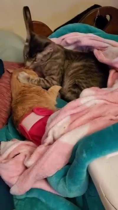 Mlem, Mlem, Boop!