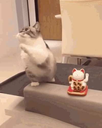 Cute Cat