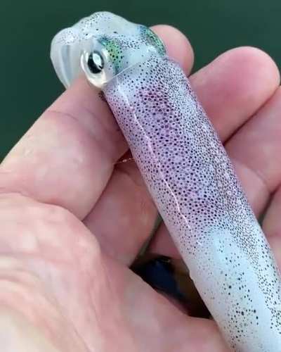 ?Just beneath the surface of a Squid's skin are thousands of colour changing cells called chromatophores ?