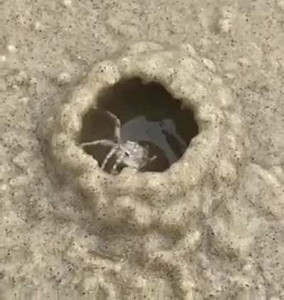 ? Crab building a hut