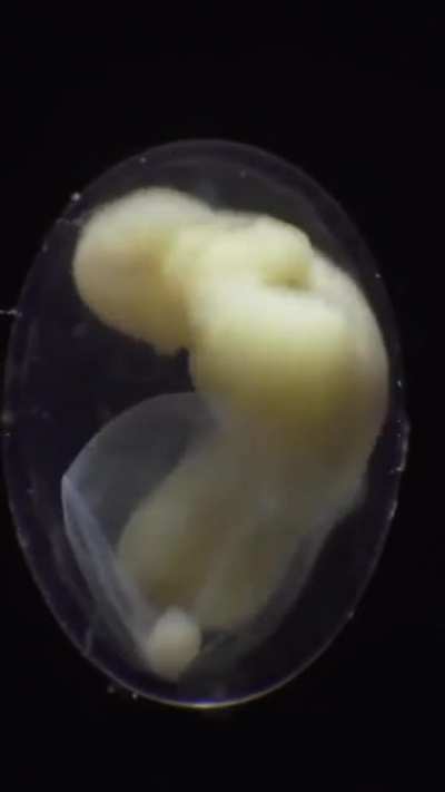 ? Incredible timelapse of a Salamander embryo develop from a single cell ?