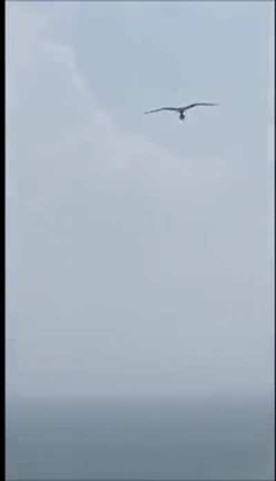 ? A condor carrying a fish at the beach ?