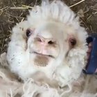 Lookn at ewe