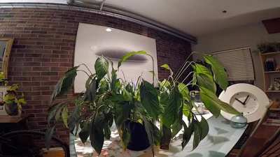 My droopy houseplant gets some water (8 hour timelapse)