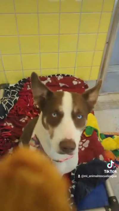 Chicken Nugget Day at the Shelter ?