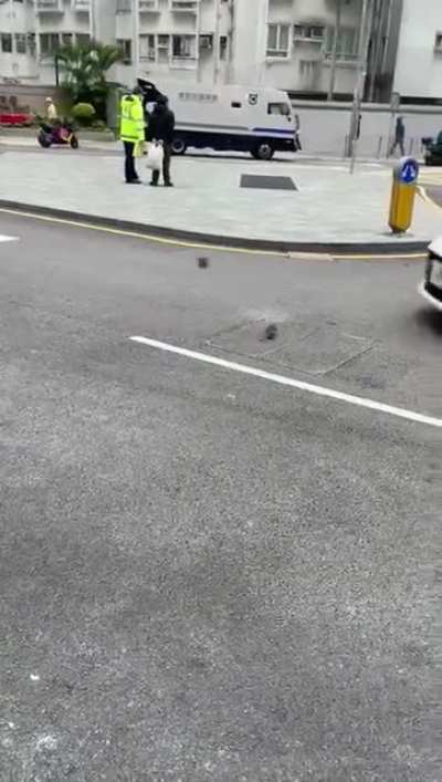 A rat was chasing a bird