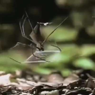 ? Deinopis, gladiator spider also known as net-casting spiders. They catch their prey using a specially spun "net".