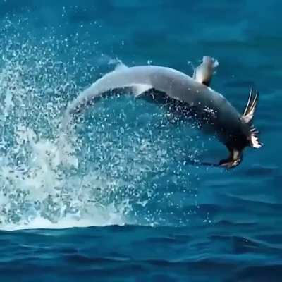 ? Fish eats Bird / Giant Trevally vs Tern