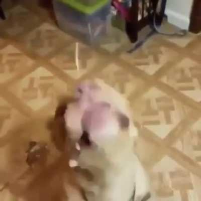 Who needs a vacuum?