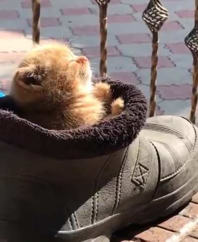 Puss in boot