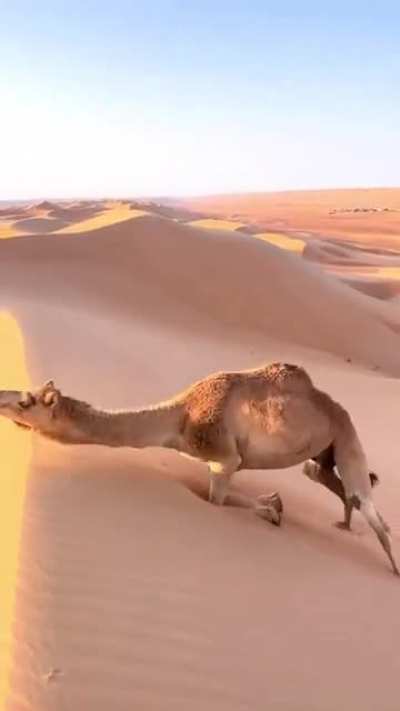 ? This is how camels climb steep sand dunes