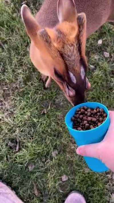 ?Muntjac Deer is an Alien-looking species of deer, that has "holes" ontop of it's head which is scent glands?