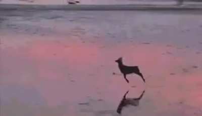 Hippity hoppity..