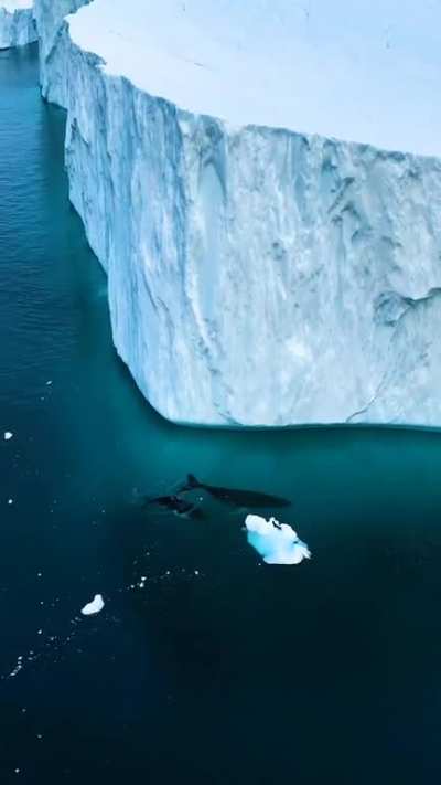 Humpback whales mom and calf swimming among the icebergs in Greenland ?❄️
