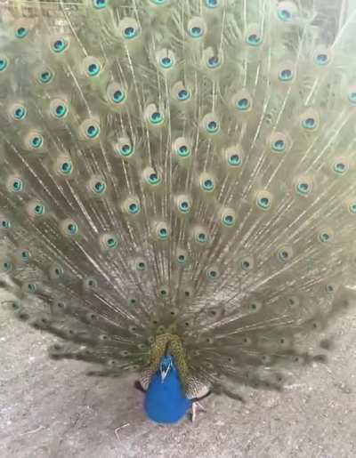 ? Peacock unfurls its mesmerizing feathers