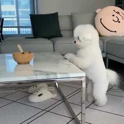 yesyesyesyesno