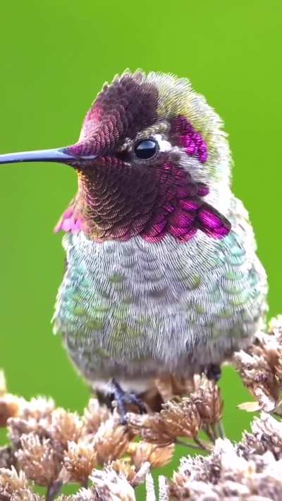 This is a male Anna's Hummingbird?