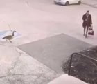 Attacked by goose