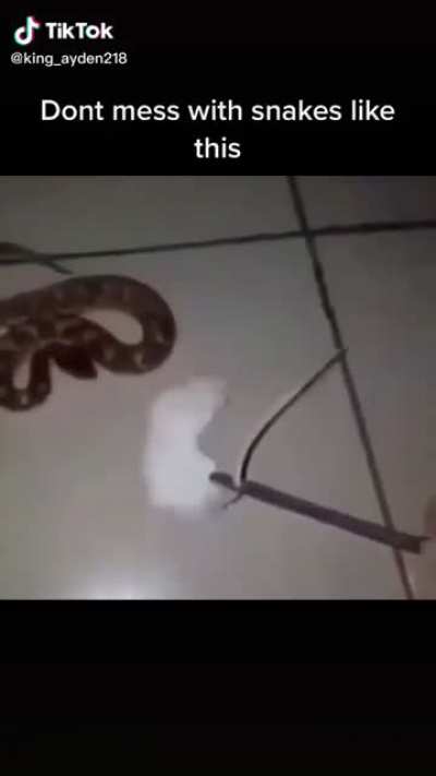 thought the sake was going to eat the rat
