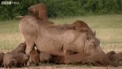 ? Warthogs in Uganda rid themselves of annoying ticks by a group of mongooses
