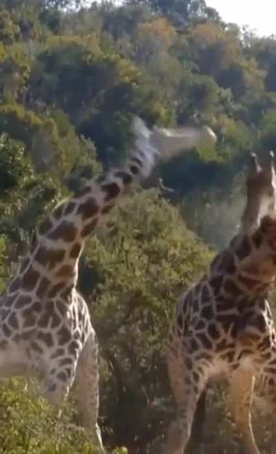 ? Giraffe fighting