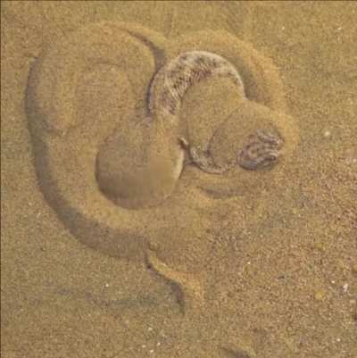 ? How a Sand Viper conceals itself to ambush prey