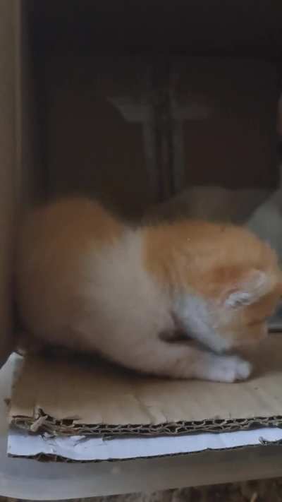 Smol criminal yelling at me demanding freedom