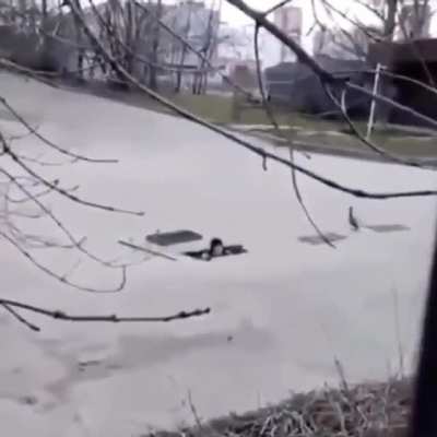 Poor mama duck