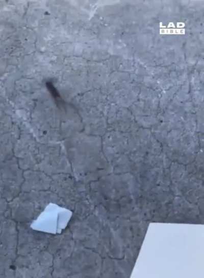 Setting a mouse free