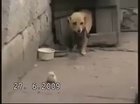 Don't eat the nugget, hug it