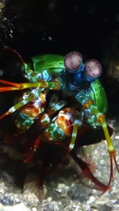 ?Peacock Mantis Shrimp have the most complex set of eyes in the animal kingdom