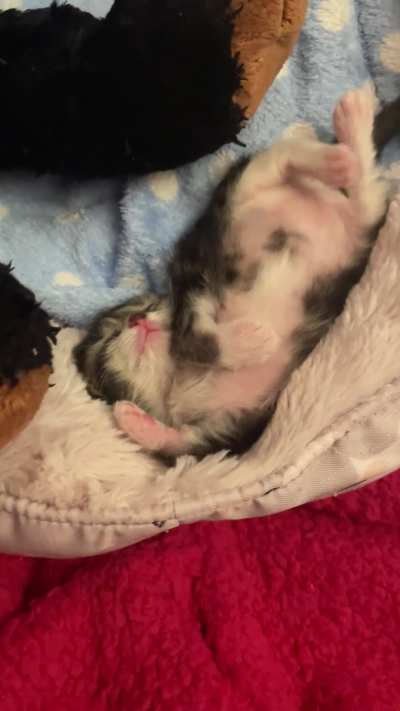Little baby dreaming ?