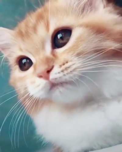 MEOW_IRL