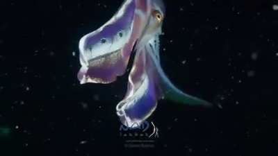 ?A Blanket Octopus unfurling her cape in the Lembeh Strait of Indonesia