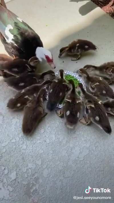 Peas feed me