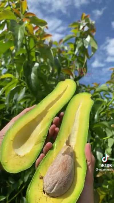 This obscenely long avocado.