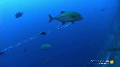 Fish stuck in water vortex
