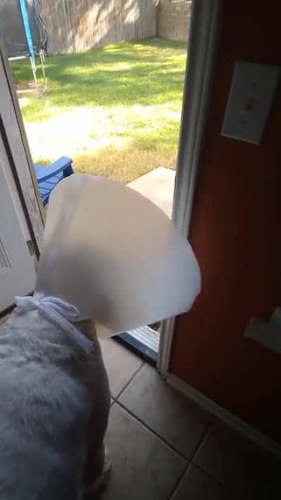 My dog trying to figure out the cone of shame... This is after a solid minute of telling him to go ??
