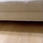 A hiding pet